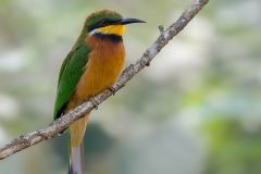 Cinnamon-chested Bee-eater