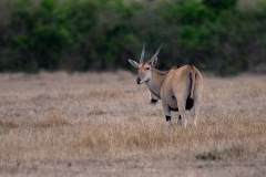 Eland
