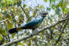 Great Crested Turaco