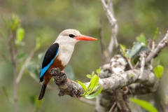 Grey-headed Kingfisher