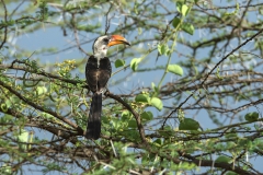 Jacksons Hornbill