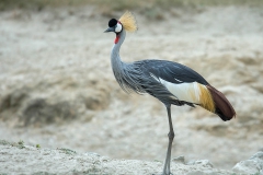 Kroonkraanvogel - Grey crowned crane