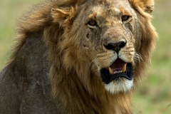 Leeuw - Lion