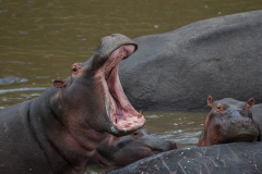 Nijlpaard - Hippo