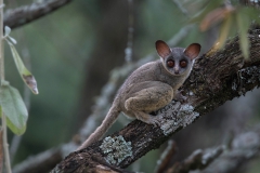 Senegalgalago - Northern Lesser Galago