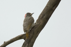Nubian Woodpecker