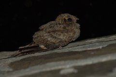 Plain Nightjar