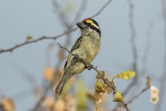Red-fronted Barbet