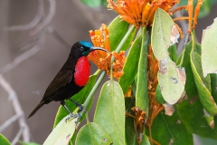 Scarlet-breasted Sunbird