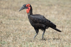Southern Groundhornbill