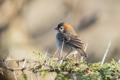 Speckle-fronted Weaver