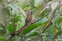 Speckled Mousebird