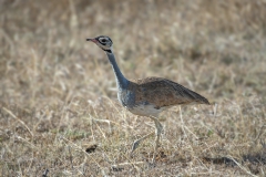 White-bellied Bustard