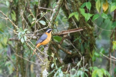 White-browed Robin-Chat