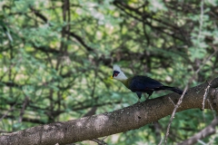 White-crested Turaco