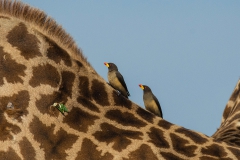 Yellow-billed Oxpecker