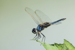 Blue Basker