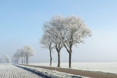 Frozen-fog-Aangevroren-mist-164631972