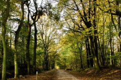 Noordlaarderbos-153293795