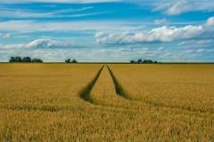 Reiderwolderpolder_6179