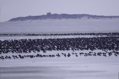 Scholeksters-Oystercatchers-152694670