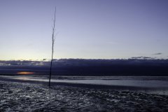 Staak-bij-zonsopkomst-Stake-at-sunrise-153656998