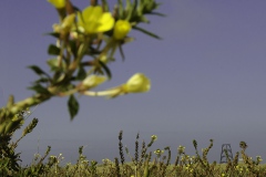 Teunisbloemen-Rottumeroog-152694669