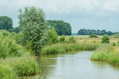 Westerwoldse-Aa_6167