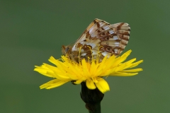 Bergparelmoervlinder