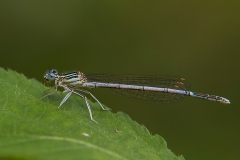 Blauwe Breedscheenjuffer