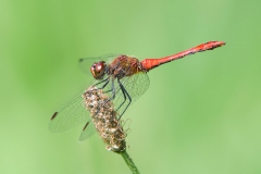 Bloedrode Heidelibel