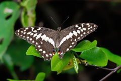Citrus Swallowtail