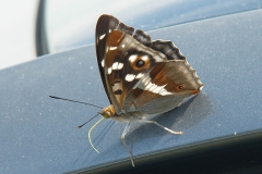 Grote Weerschijnvlinder