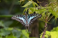 Large Striped Swordtail