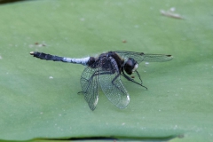 Sierlijke Witsnuitlibel