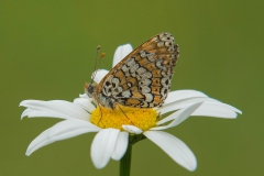 Veldparelmoervlinder