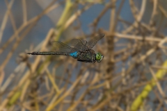 Zuidelijke Keizerlibel