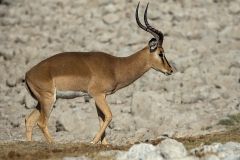 Blackfaced-Impala_1271