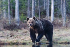 Bruine-Beer-Kuuhmo-Finland-5