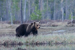 Bruine-Beer-Kuuhmo-Finland-6