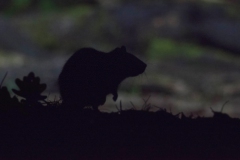 Bruine-Rat_4349