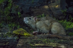 Bruine-Rat_4724