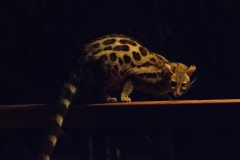 Central-African-Large-spotted-Genet_2982