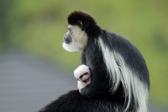 Colobus-baby-_9274