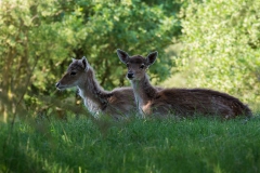 Damhert_4712