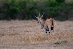 Eland_0231
