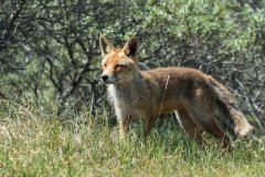 Fox-Vos-166725386