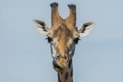 Giraffe_1443