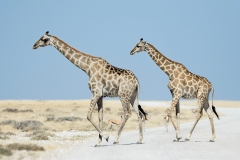 Giraffe_1757