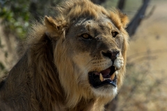 Lion_3435